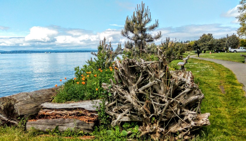 Elliott Bay Trail, Seattle Beach Poppies- 4.jpg