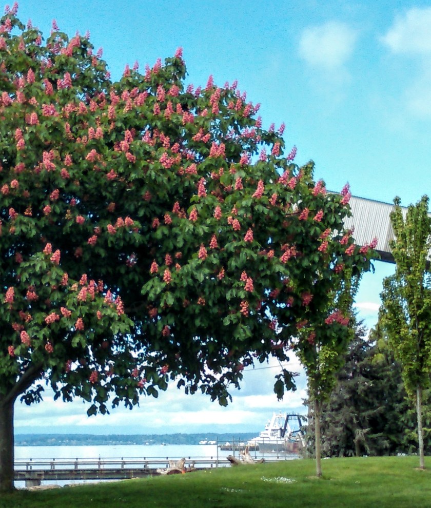Elliott Bay Trail, Seattle Chestnut Tree - 12.jpg