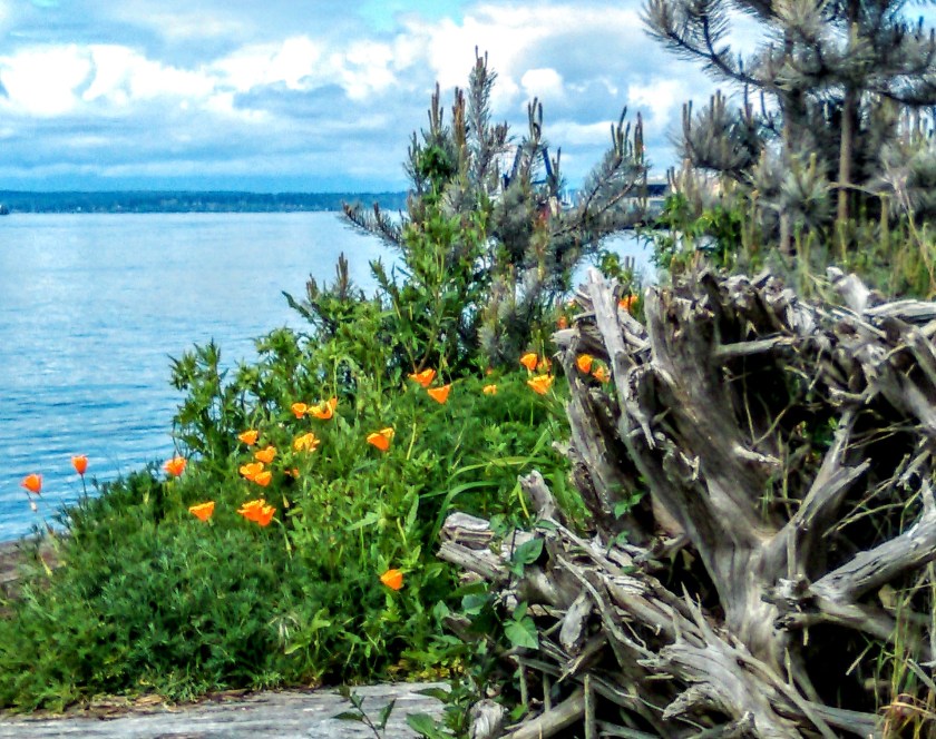 Elliott Bay Trail, Seattle Poppies- 5.jpg