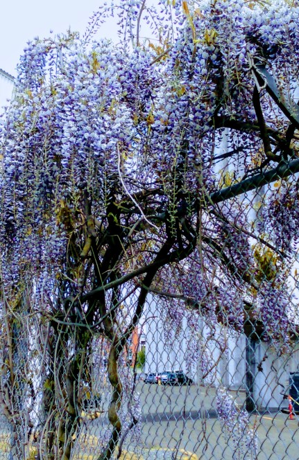 Elliott Bay Trail, Seattle, Wisteria2 - 1.jpg