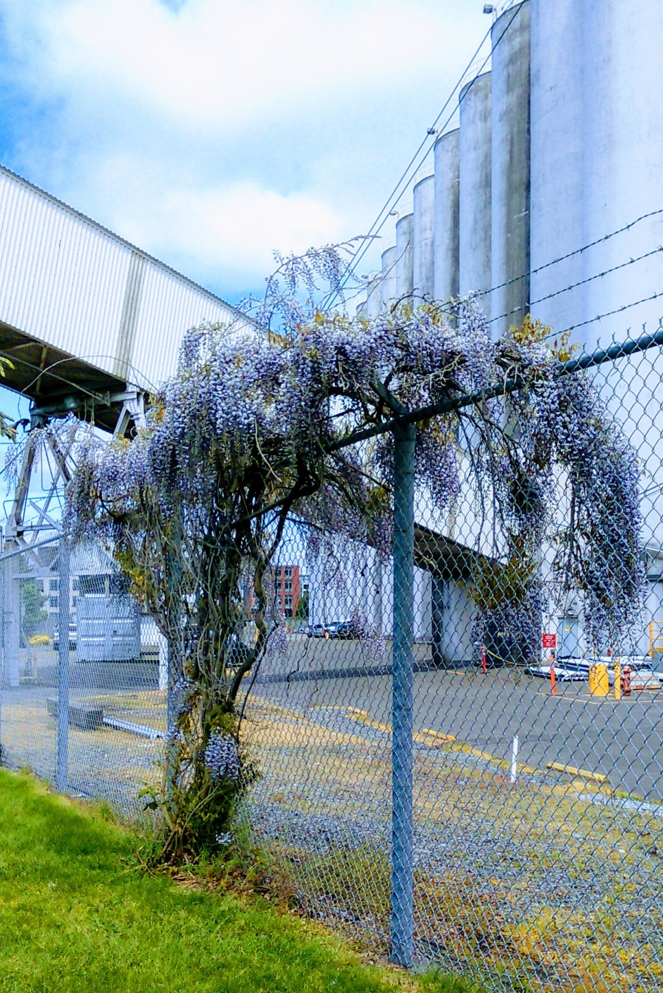Elliott Bay Trail, Seattle,Wisteria - 7.jpg