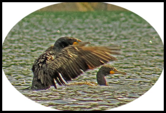 MontagueMay2017Cormorants5