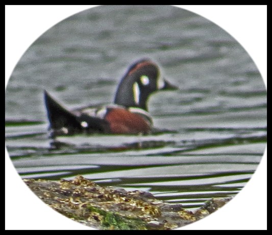 MontagueMay2017Harlequin