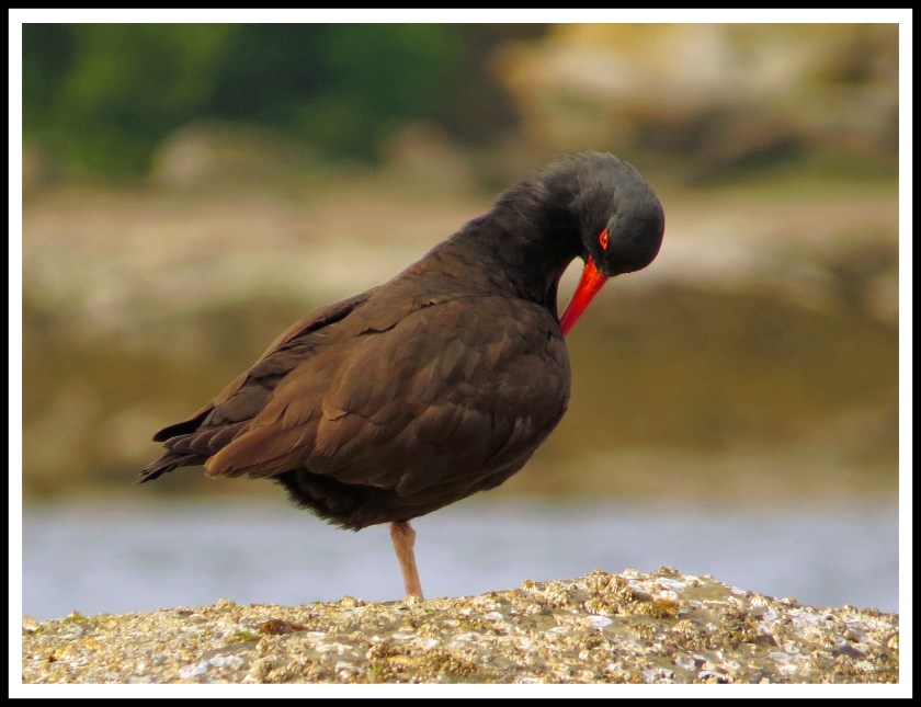 MontagueMay2017OysterCatcher-IMG_7959_edited-1