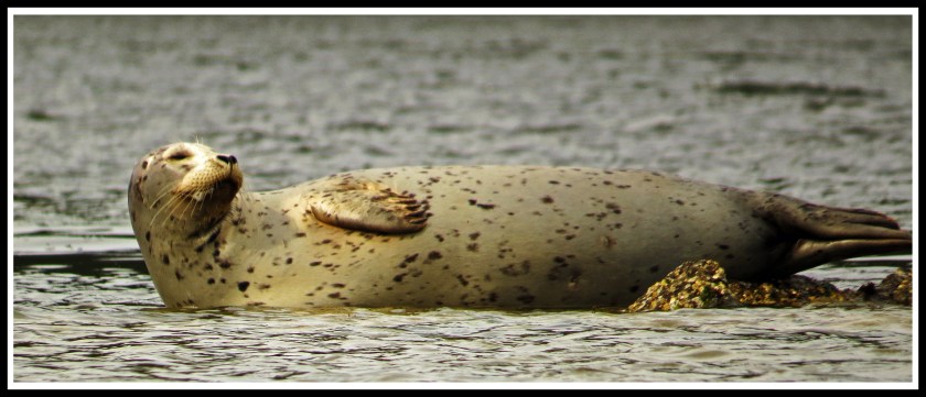 MontagueMay2017Seal-1