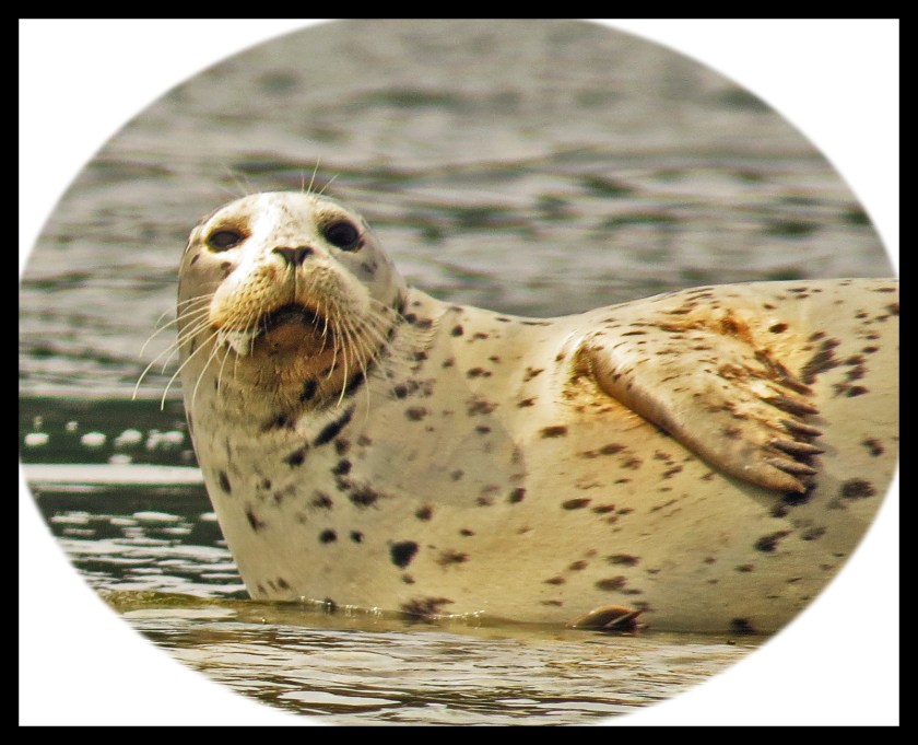 MontagueMay2017Seal-3