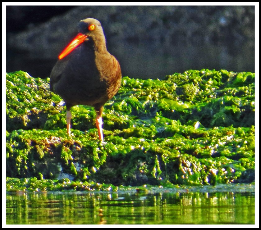 MontagueJun2017-Oyster CatcherIMG_8702_edited-2