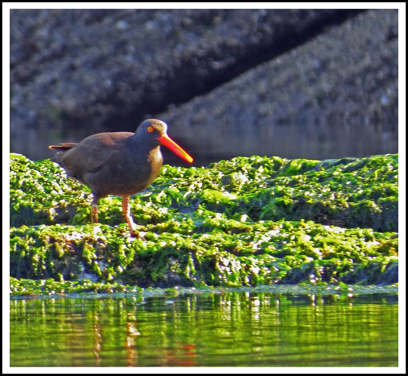 MontagueJun2017-OysterCatcher-IMG_8704_edited-1