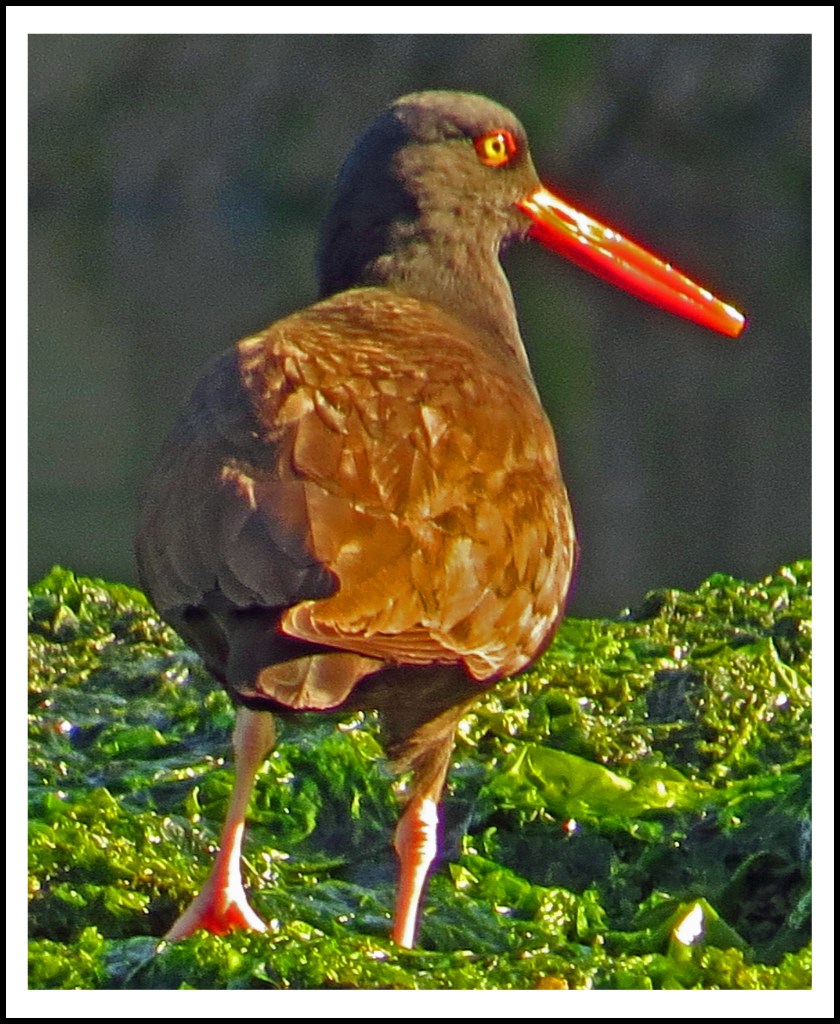 MontagueJun2017OysterCatcher-IMG_8714_edited-2