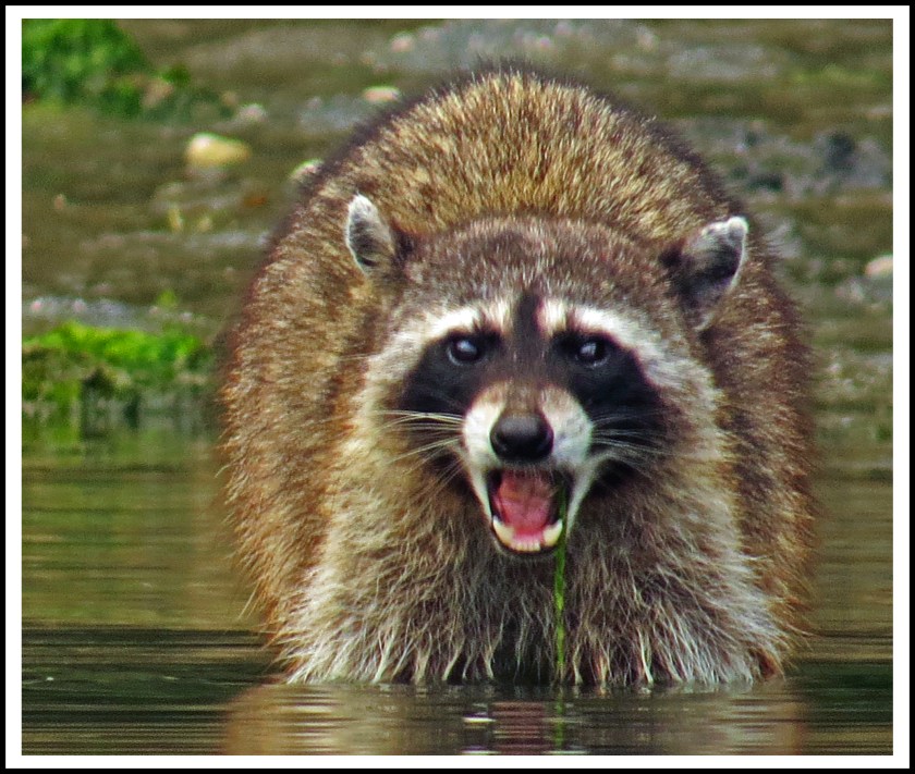 MontagueJun2017Raccoon-IMG_8392_edited-1