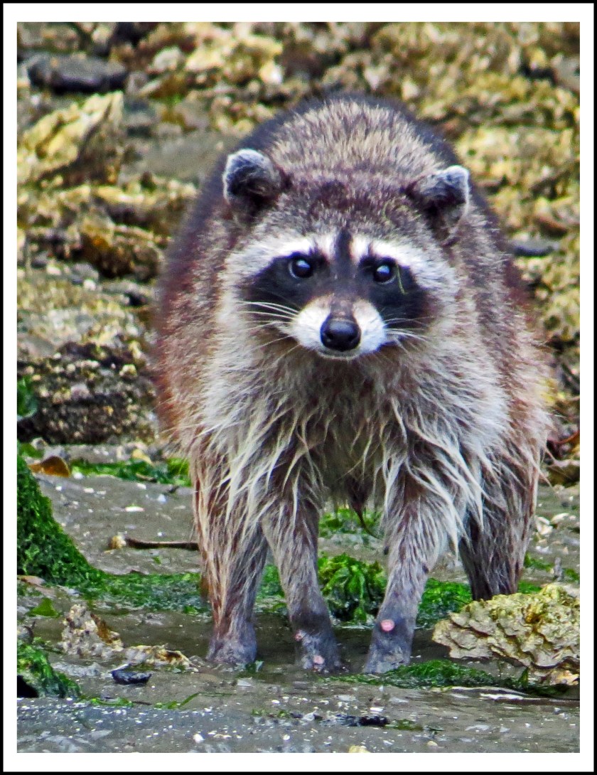 MontagueJun2017Raccoon-IMG_8436_edited-1