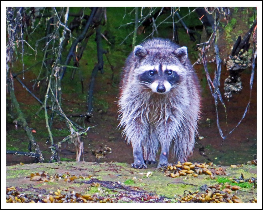 MontagueJun2017Raccoon-IMG_8443_edited-1