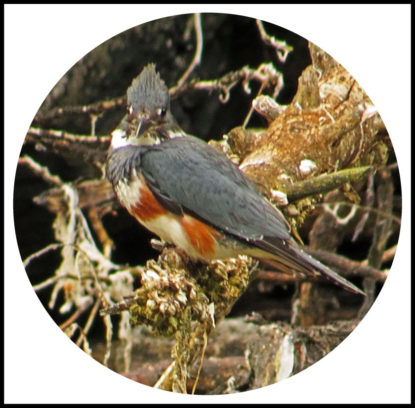 BookerJul2017Kinfisher3