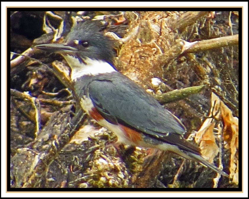 BookerJul2017Kingfisher-IMG_9428_edited-1