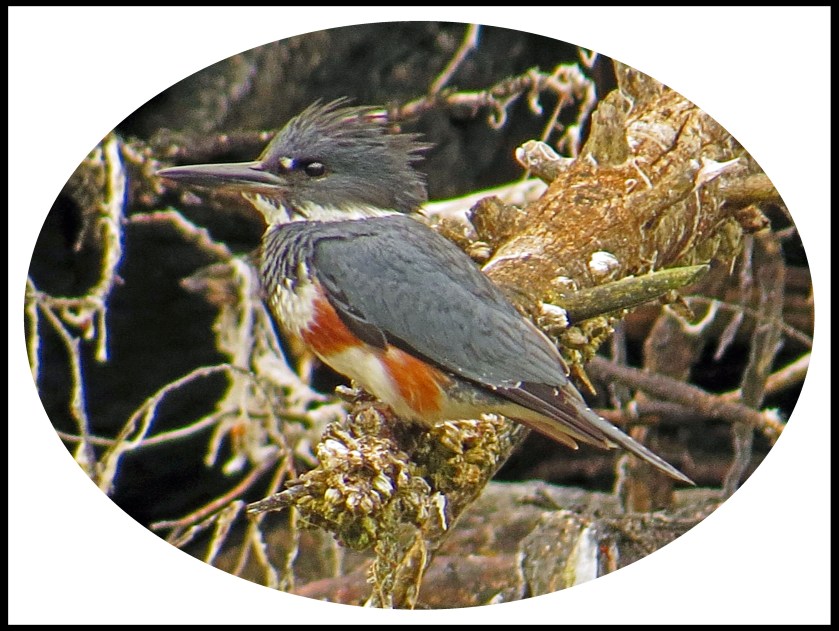 BookerJul2017Kingfisher