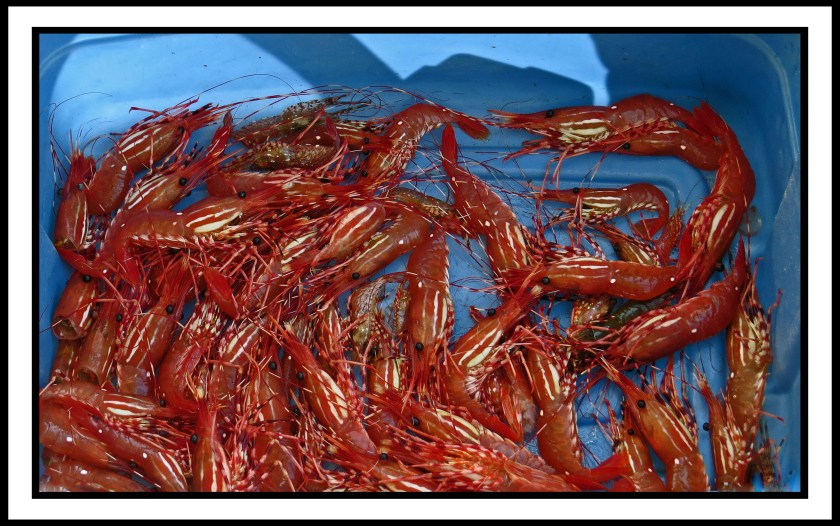 BookerJul2017Prawns-IMG_9284_edited-1