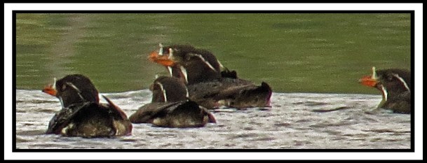 BookerJul2017RhinoAuklet-IMG_9239 (1)_edited-1
