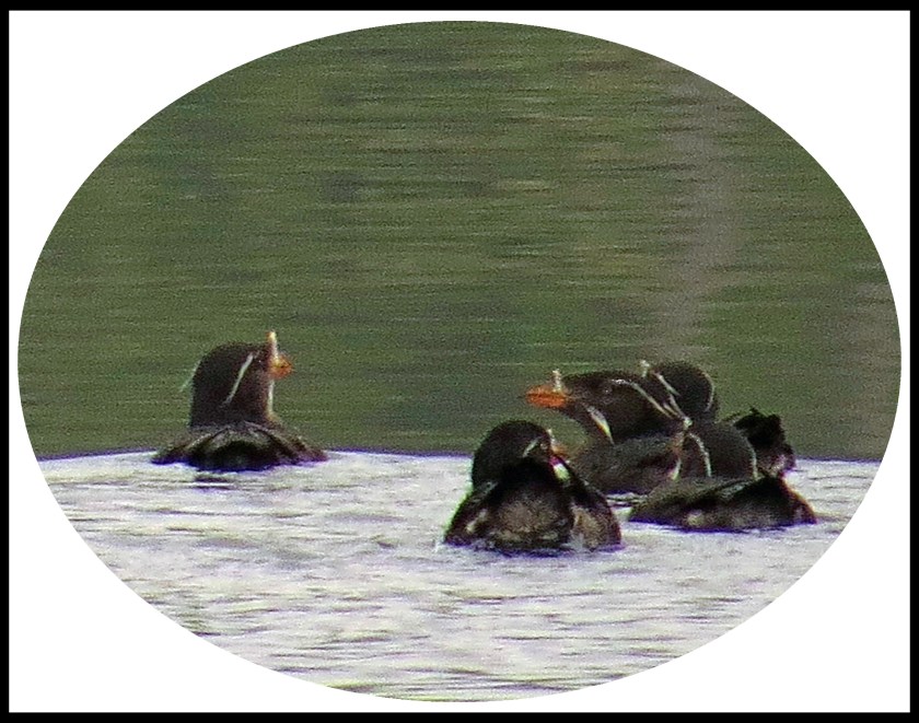 BookerJul2017RhinoAuklet