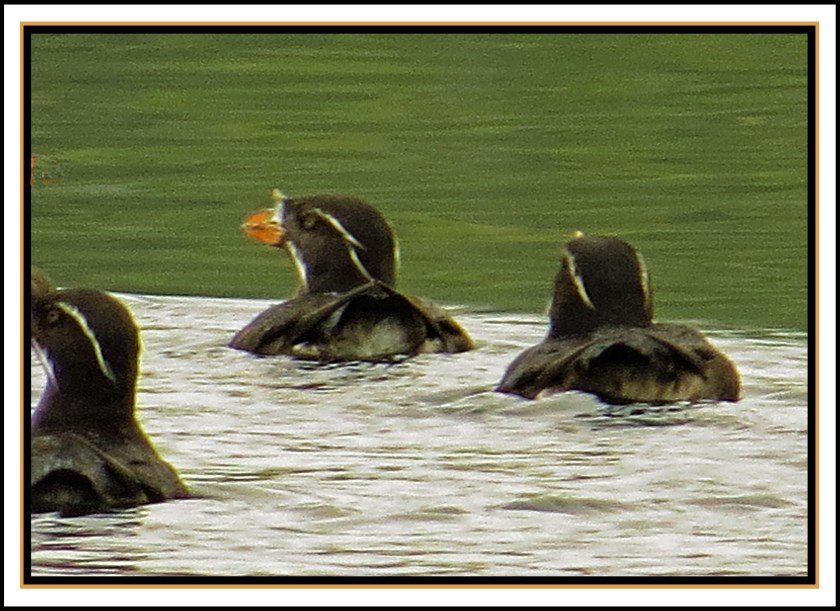 BookerJul2017RhinoAukletIMG_9242 (1)_edited-1