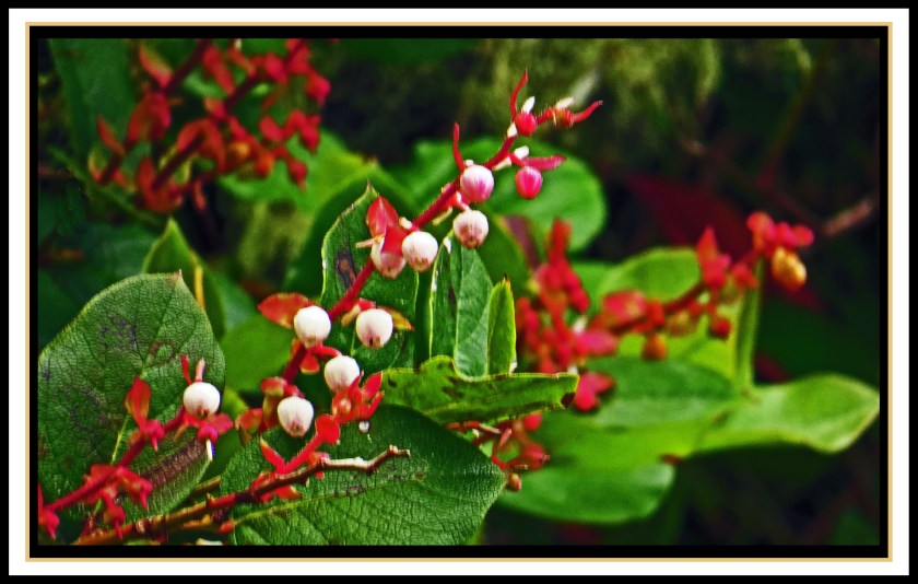 BookerJul2017Salal-IMG_9354_edited-1