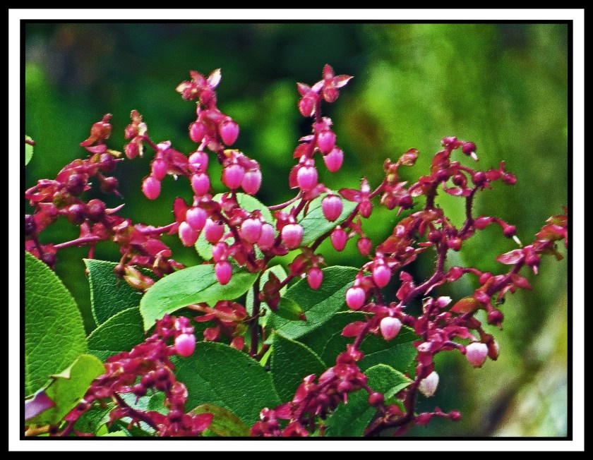 BookerJul2017Salal-IMG_9363 copy 2_edited-1