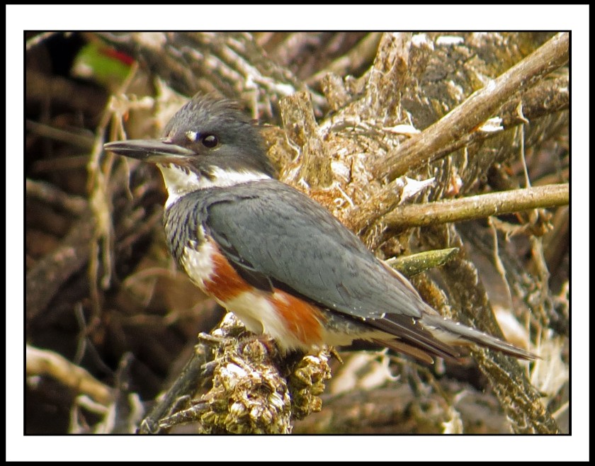 BookerJul207KingfisherIMG_9560_edited-1