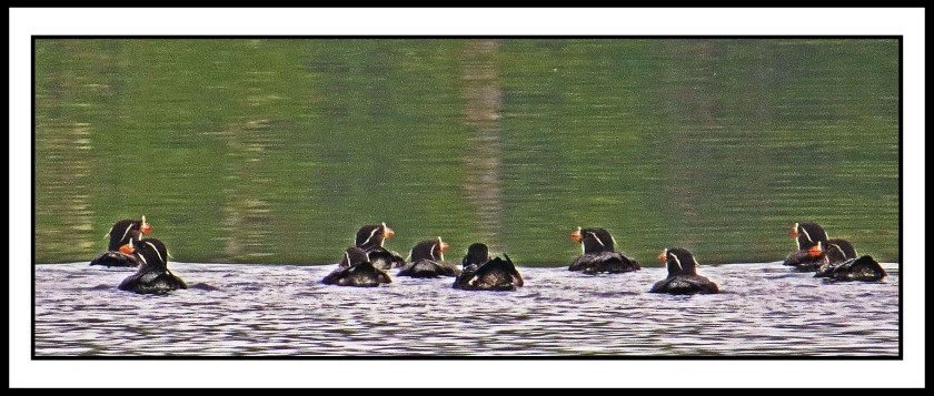 BookerJuly2017RhinoAukletIMG_9237 (1)_edited-1.jpg