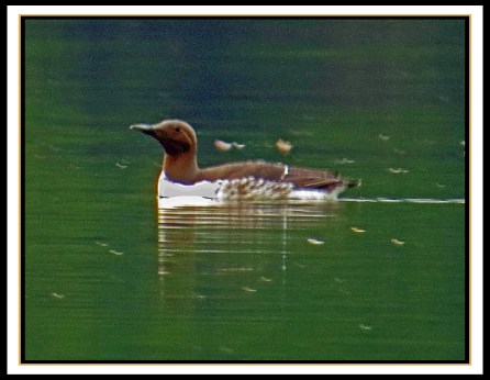 Common MurreJul2017-IMG_9333_edited-2