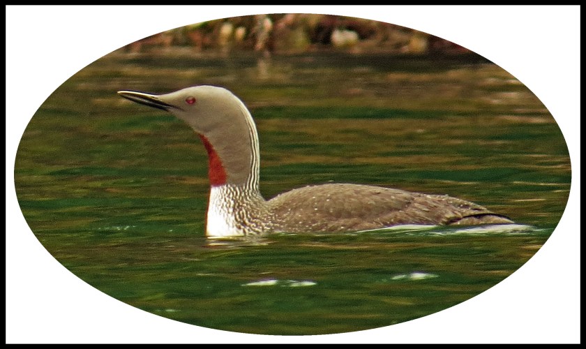 GreenIslandJuly2017-26