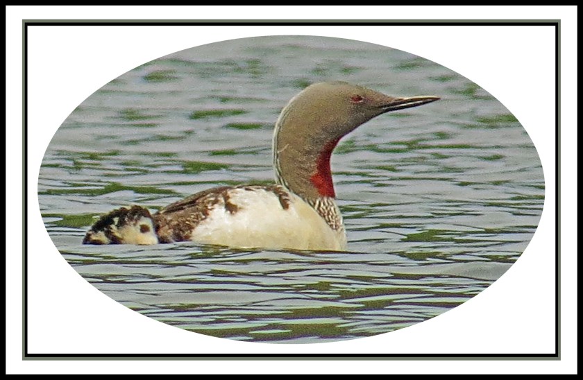 GreenIslandJuly2017Loon-17