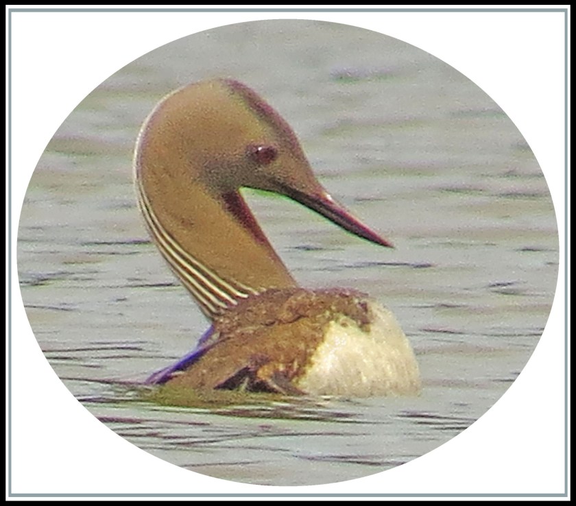 GrfeenIslandJul2017-12