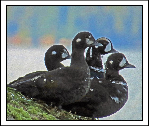 KwakumeJul2017-IMG_0843_edited-1