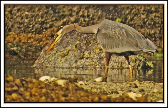 KwakumeJul2017-IMG_1011_edited-2