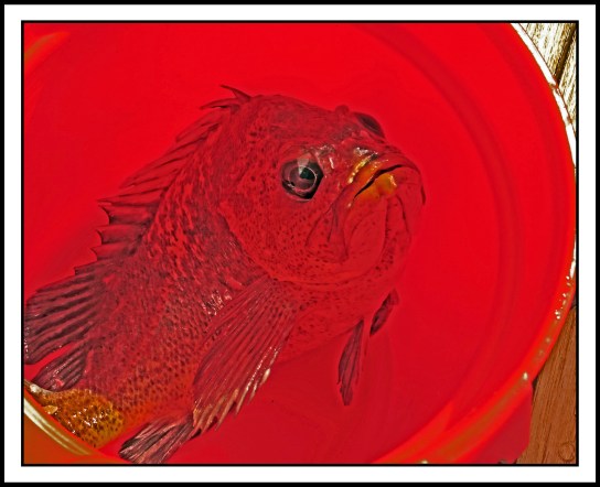 KwakumeJul2017Cod-IMG_1188_edited-1