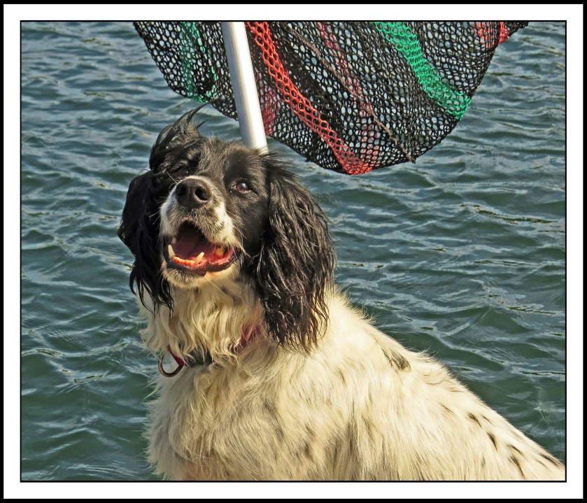 KwakumeJul2017DogAirloom-IMG_1197_edited-1