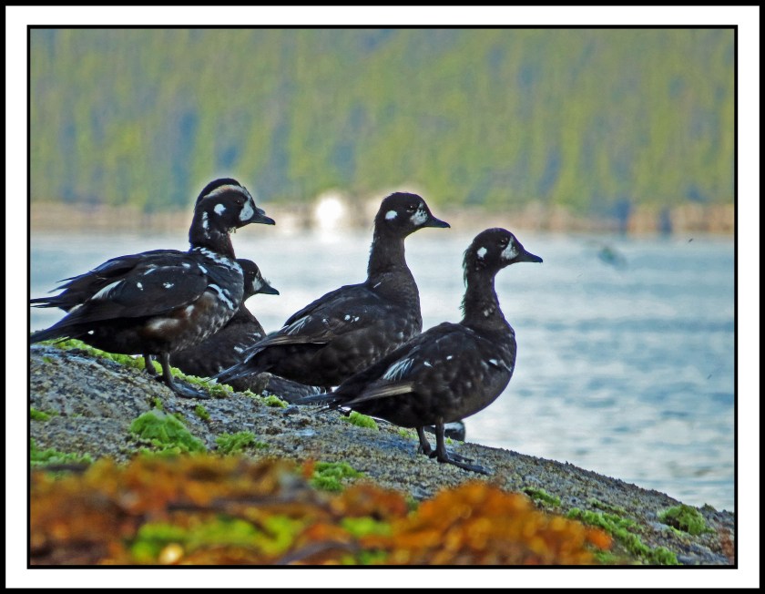 KwakumeJul2017Harlequins-IMG_0719_edited-1