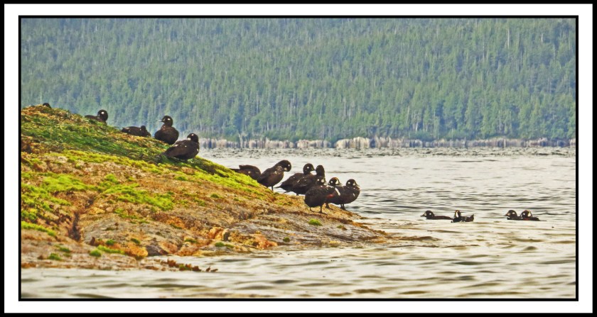 KwakumeJul2017Harlequins-IMG_1310_edited-1