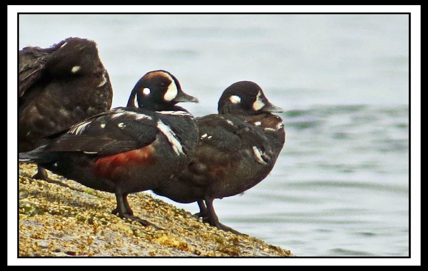 KwakumeJul2017HarlequinsIMG_1301_edited-1