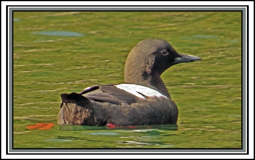 MilesJul2017-GuillemotIMG_9830 (1)_edited-1