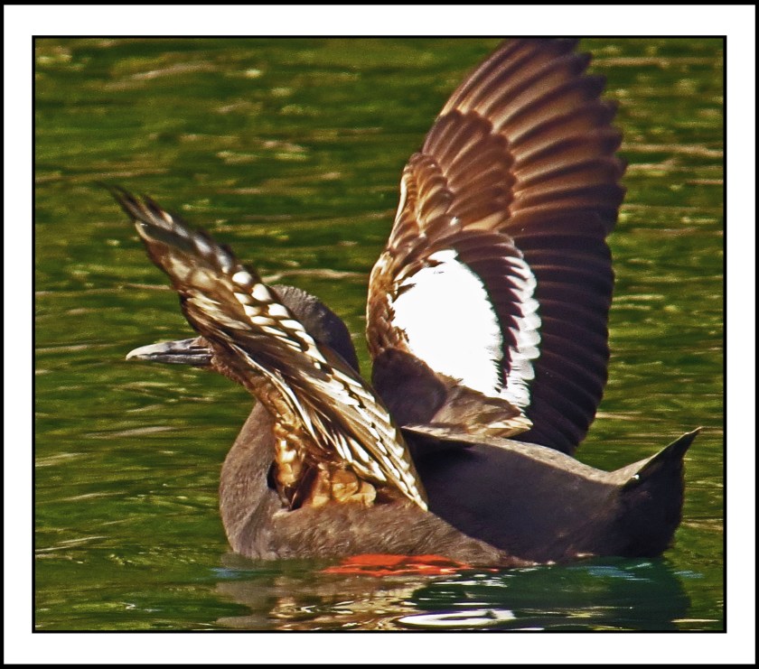 MilesJul2017Guillemot-IMG_9855 (1)_edited-2