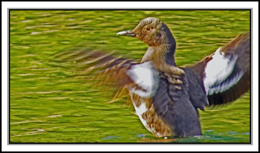 MilesJul2017Guillemot-IMG_9856_edited-1