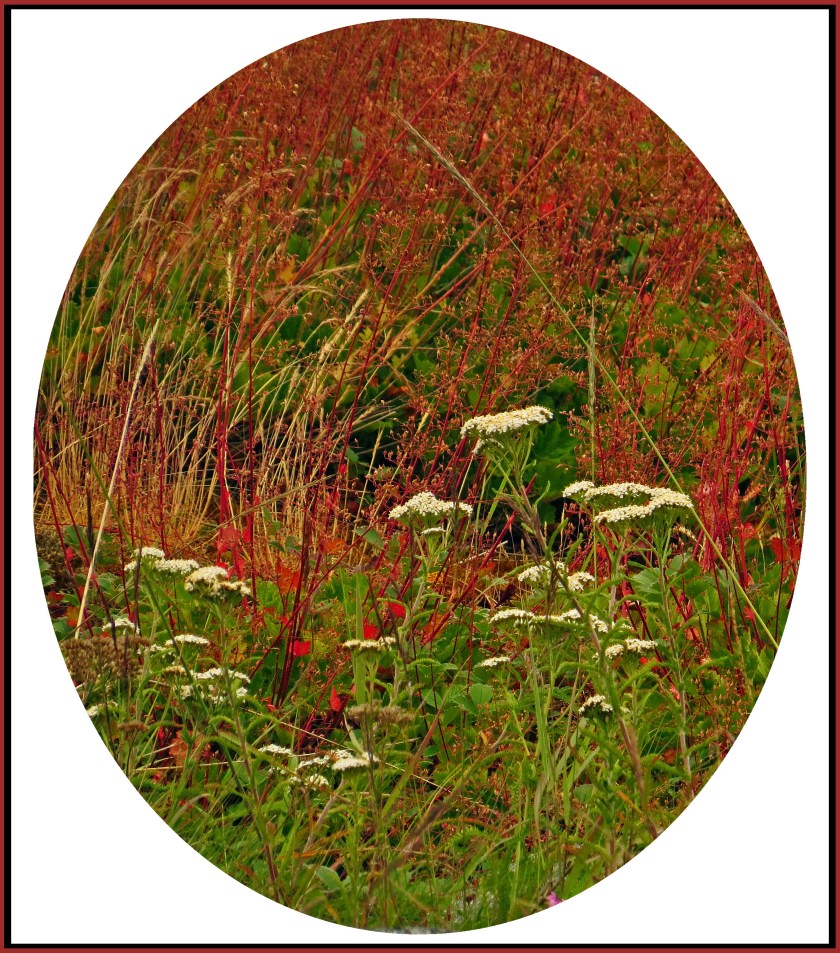 WaddingtonJul2014Flowers11