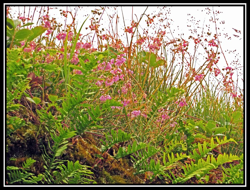 WaddingtonJul2017-IMG_9152_edited-1