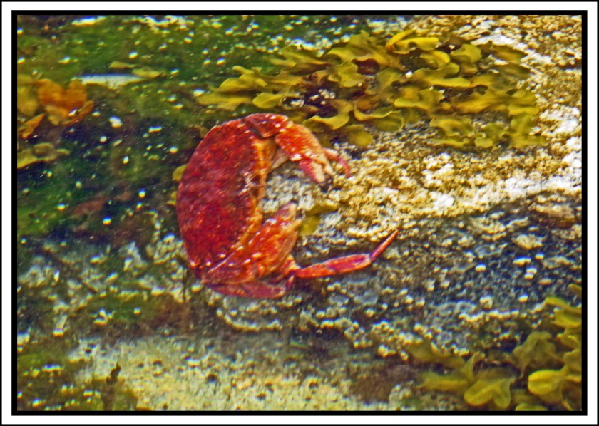 WaddingtonJul2017CrabIMG_9134_edited-2