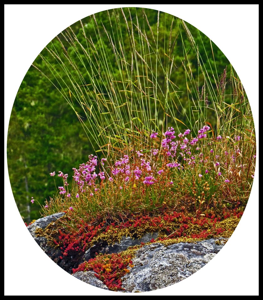 WaddingtonJul2017Flowers-9