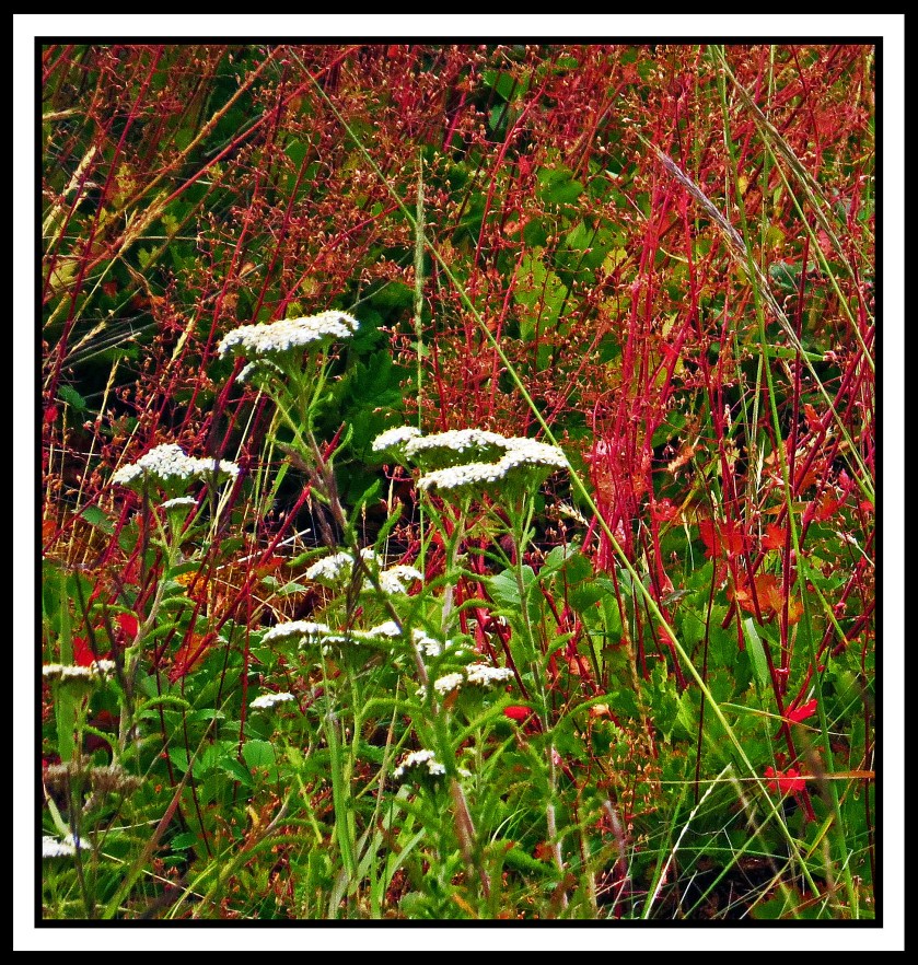 WaddingtonJul2017Flowers-IMG_9201_edited-1