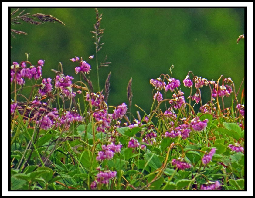 WaddingtonJul2017Flowers10IMG_9198_edited-1