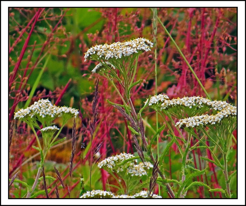 WaddingtonJul2017Flowers12_edited-1