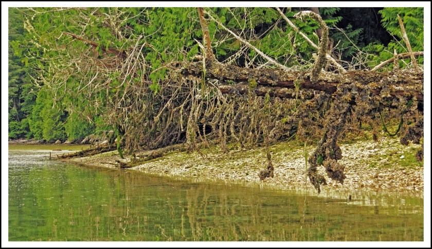 WaddingtonJul2017Midden-IMG_8994_edited-1