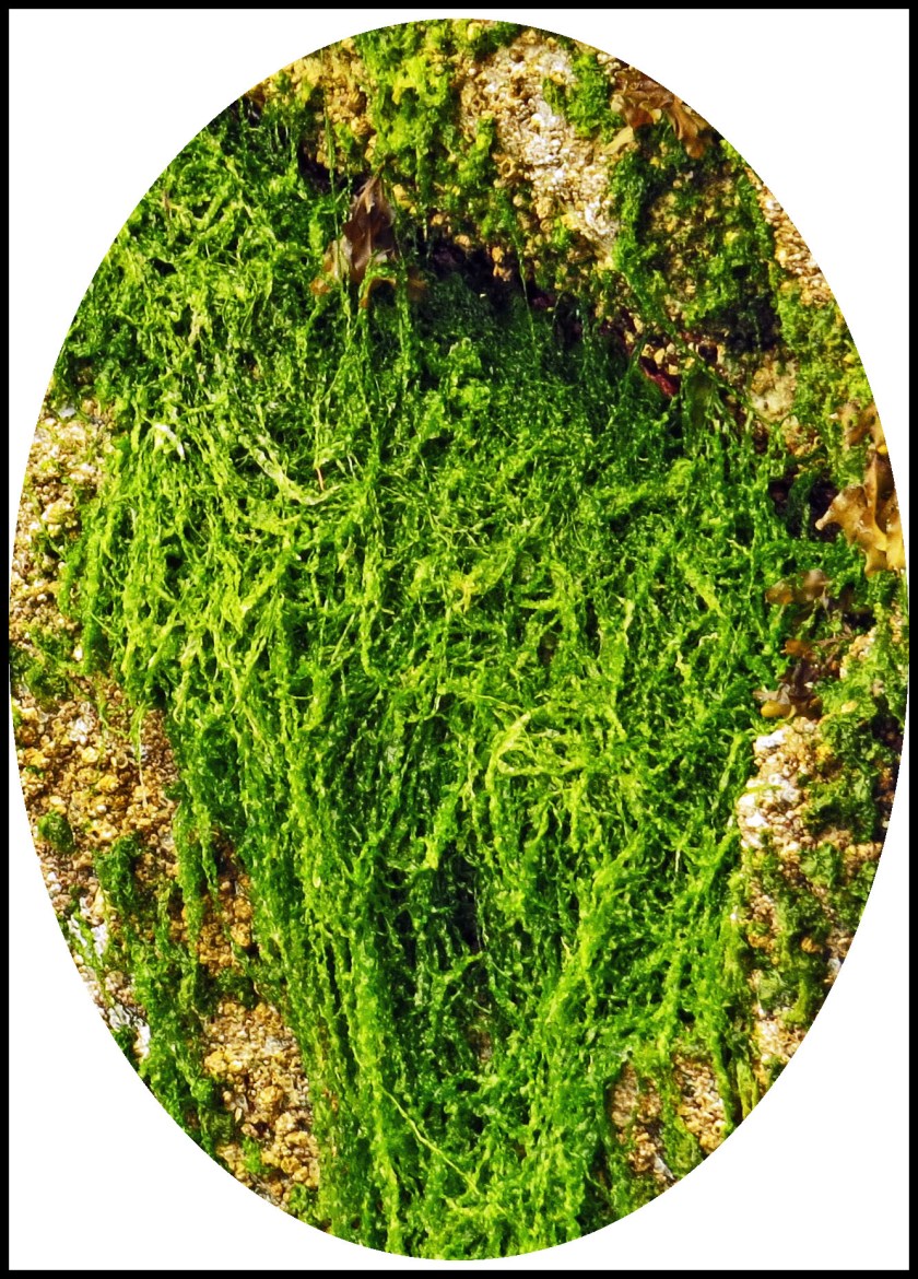 WaddingtonJul2017Seaweed